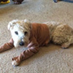 Meet your Posher, Ross